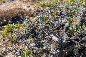 Dry bush branches and grass close-up in rural Greece rocky landscape. Hot summer flora botany details
