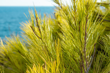 Vibrant green pine bush young branches with bright needles close-up in Greece with scenic blue sea shore background. Natural evergreen sunny foliage
