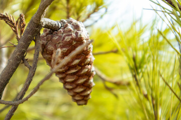 Conifer cone in vibrant green pine bush branches macro. Natural evergreen botanical close-up with blurred background. Sunny summer Greece