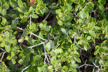 Quercus coccifera, the kermes oak leaves close-up. Small oak bush with green sharp leaves in summer sunny Greece, Mediterranean