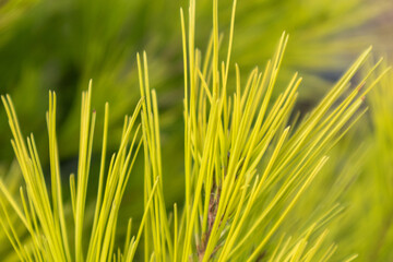 Vibrant green pine bush young branches with bright needles close-up in Greece, Mediterranean. Natural evergreen sunny patterned background with selective focus