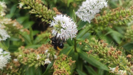 bee on a flower