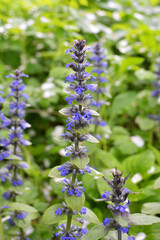 Ajuga reptans grows and blooms in herbs