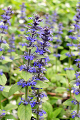 Ajuga reptans grows and blooms in herbs