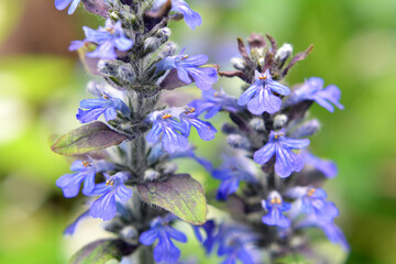 Ajuga reptans grows and blooms in herbs