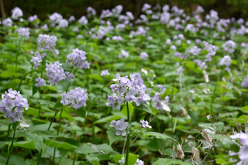 Lunaria rediviva blooms in the forest in spring