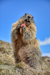 Murmeltier, Murmeltiere, Mankei, Munggen, Nagetier, Erdhörnchen, Marmotini, Murmel,...