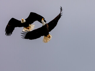 Bald Eagle Overflight
