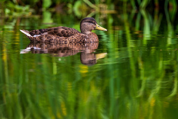 a swimming mallard on the lake