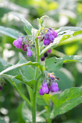 In the meadow, the comfrey (Symphytum officinale) is blooming
