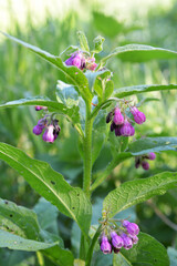 In the meadow, the comfrey (Symphytum officinale) is blooming