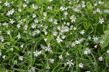 In the forest in the wild bloom Stellaria holostea