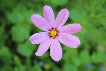 Obraz premium pink cosmos flower