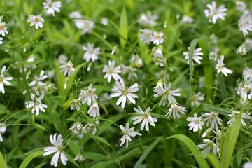 In the forest in the wild bloom Stellaria holostea