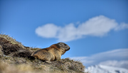 Murmeltier, Bau, Höhle, herauslugen, herausklettern, Murmeltiere, Mankei, Munggen, Nagetier,...