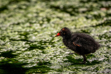 a coot chick in the water