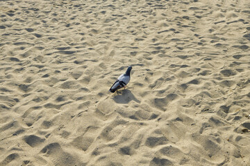 Pigeon on the beach, pigeons looking for food in the sand on the beach.