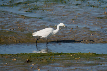 Little egret, Egretta garzetta