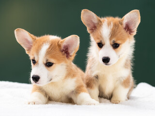 Pembroke Welsh Corgi Dog Outside