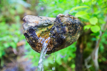 Fresh clean water, source of waters, in the forest. Freshness natural springs. Drinking water in nature