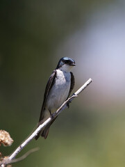 Close up of Tree swallow bird perched on tree branch
