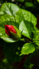 red rose bud