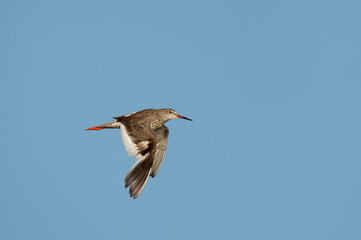 Common Redshank, Tringa totanus