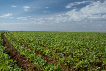 Fototapeta na wymiar a field with soybean plantation on a sunny day