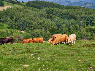 Obraz premium Vacas durante la subida al monte Ernio