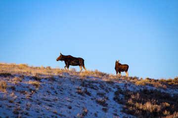 Mama Moose and Her Calf