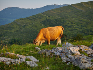 Vacas durante la subida al monte Ernio