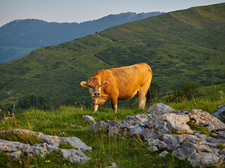 Vacas durante la subida al monte Ernio