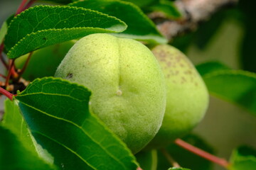 green apple on a tree