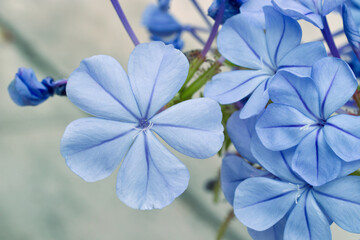Phlox divaricata, decorative shrub with blue blooming blossoms. Also knoown as the wild blue phlox,...