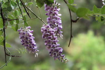 wisteria
