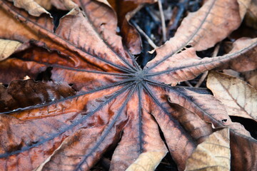 autumn leaves on the ground