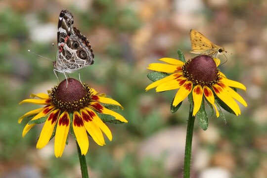 American lady and fiery skipper butterflies on coreopsis