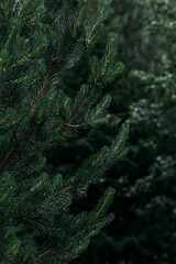 Spruce branches. Screensaver for a smartphone. Young branches of a spruce tree. Pine branch. Beautiful branch of spruce with needles. Christmas tree in nature. Green spruce. Copy space