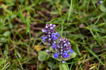 Ajuga reptans flower growing in the field, macro