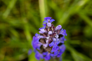 Ajuga reptans flower in the field