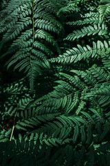 Green fern tree growing in summer. Fern with green leaves on natural background. Natural floral fern background on a sunny day. Fern leaves. Screensaver for a smartphone. Copy space
