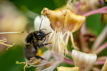 Nahaufnahme einer Wildbiene 
