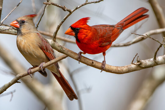 Northern Cardinal Mates Perched on Bare Branches in Louisiana 