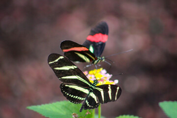 Zebra Longwing Butterfly 