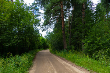 Fototapeta na wymiar forest dirt road in summer