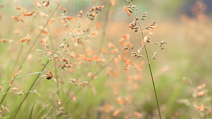 Beautiful golden and green grass in the meadow in the morning at dawn background.
