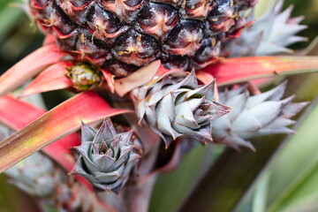 red pineapple suckers