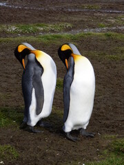 Synchronised penguins