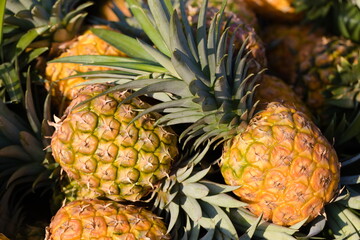 ripe pineapples in a pile 