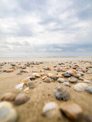 Muscheln am Strand